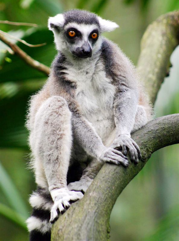 Lemur