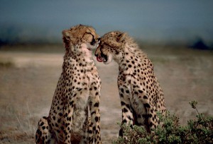 800px-two_cheetahs_together.jpg